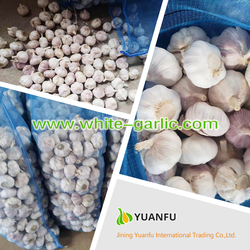 garlic suppliers